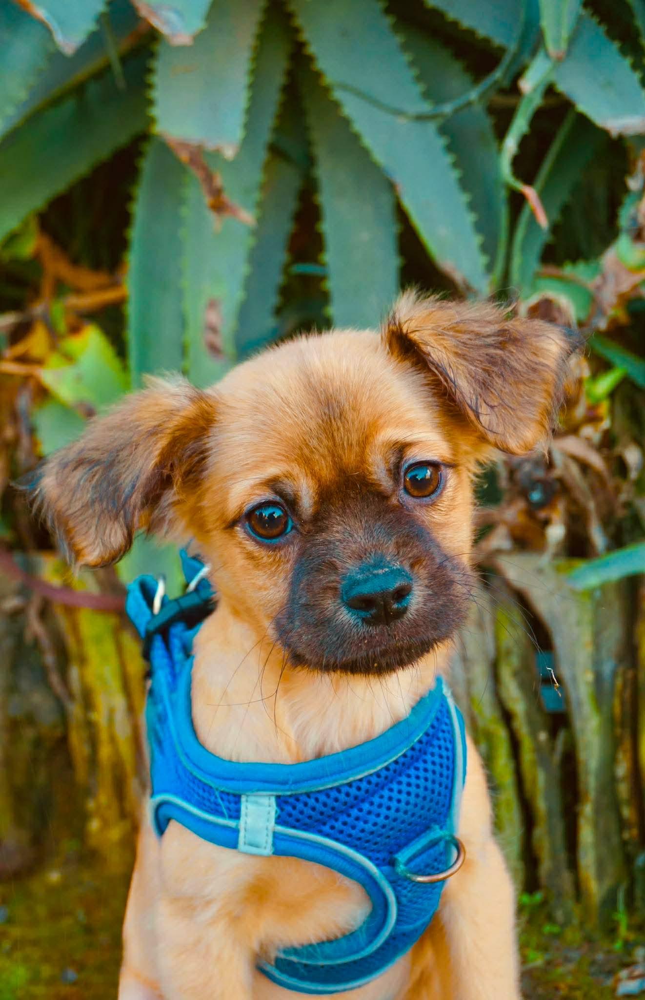 Dexter, Adoptable, Puppy Male Chug & Cocker Spaniel.