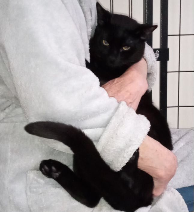 Enlarge Golden, a Adopted Domestic Short Hair in Mississauga, ON image 1/4