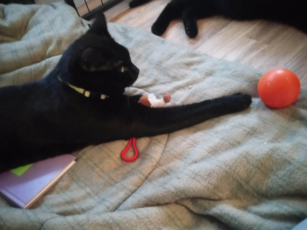 Enlarge Golden, a Adopted Domestic Short Hair in Mississauga, ON image 3/4