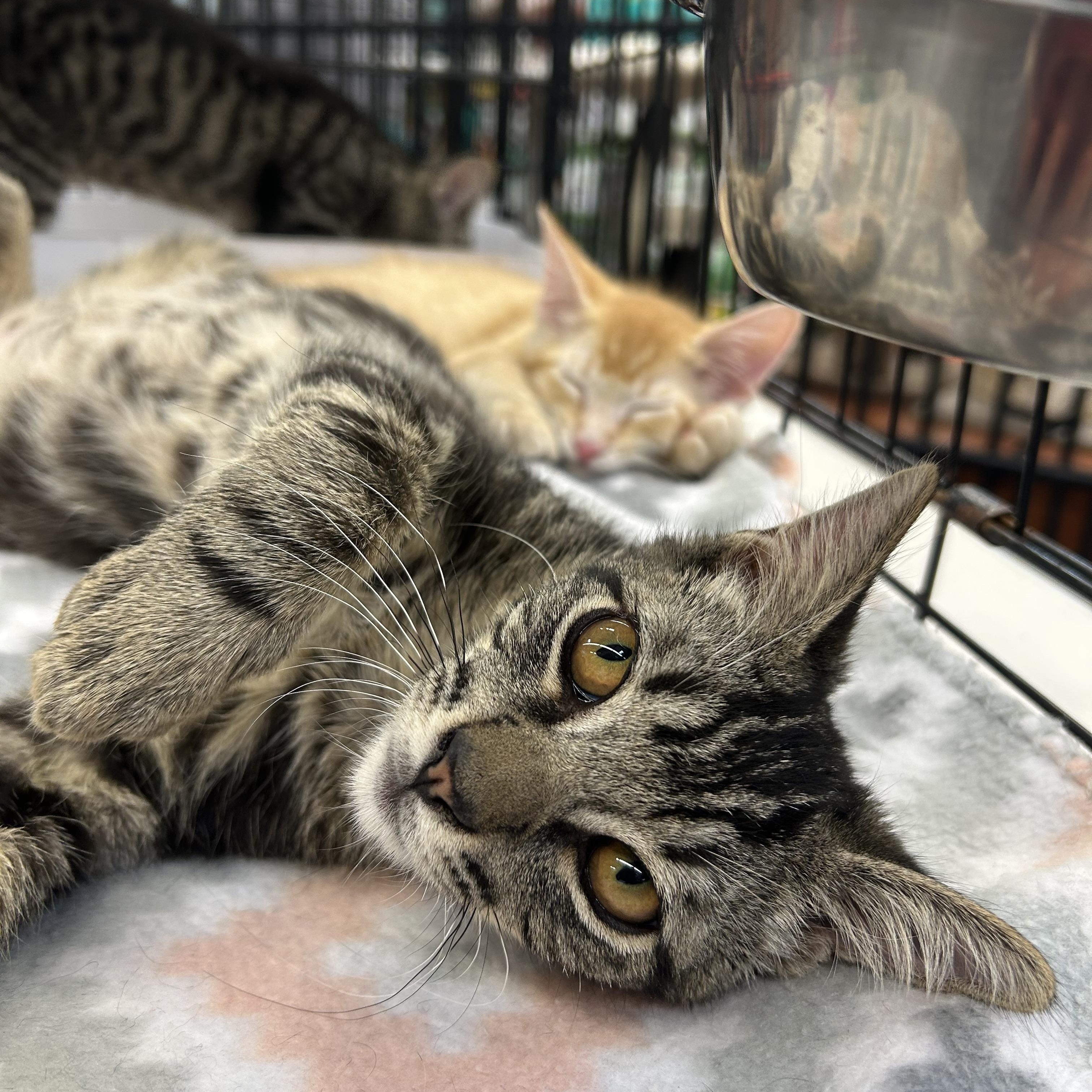 Edison & Wilbur (bonded pair), Adoptable, Young Male Tabby.