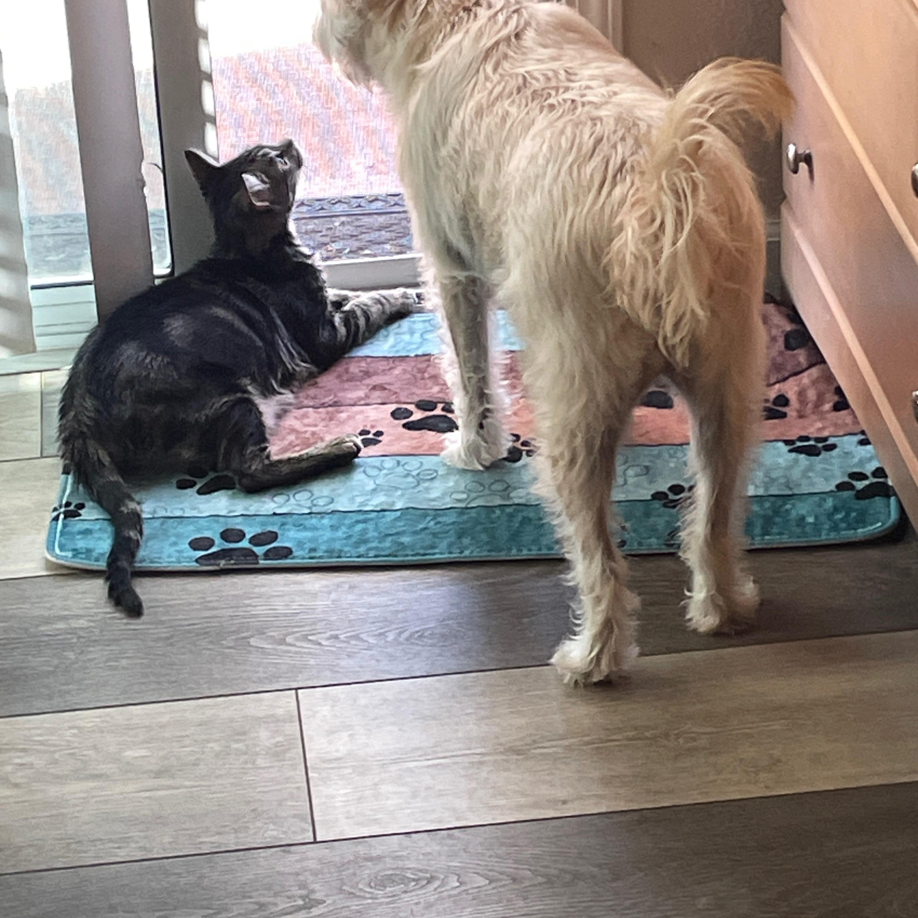 Edison & Wilbur (bonded pair)