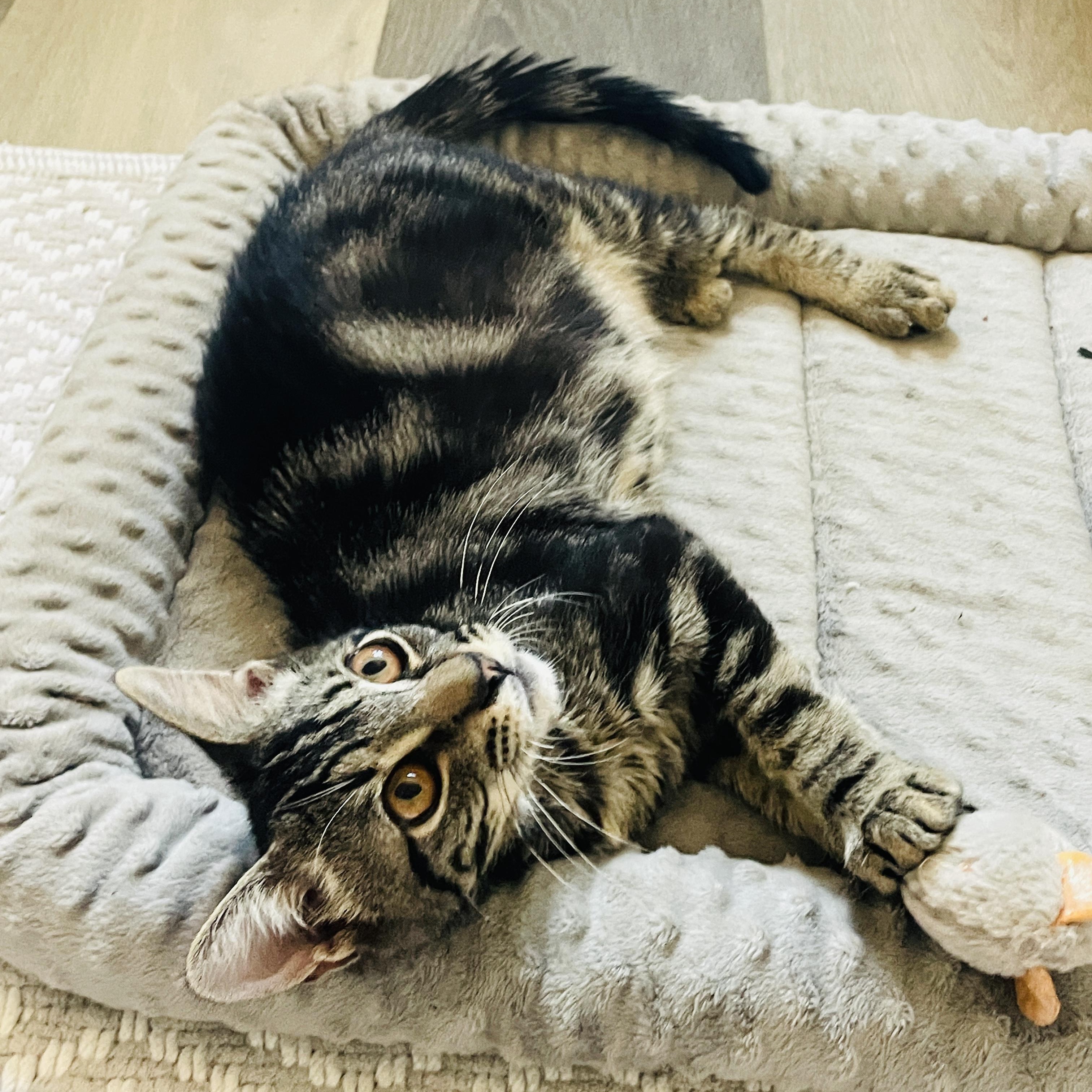 Edison & Wilbur (bonded pair), a Adoptable Tabby in Sacramento, CA image 6/6