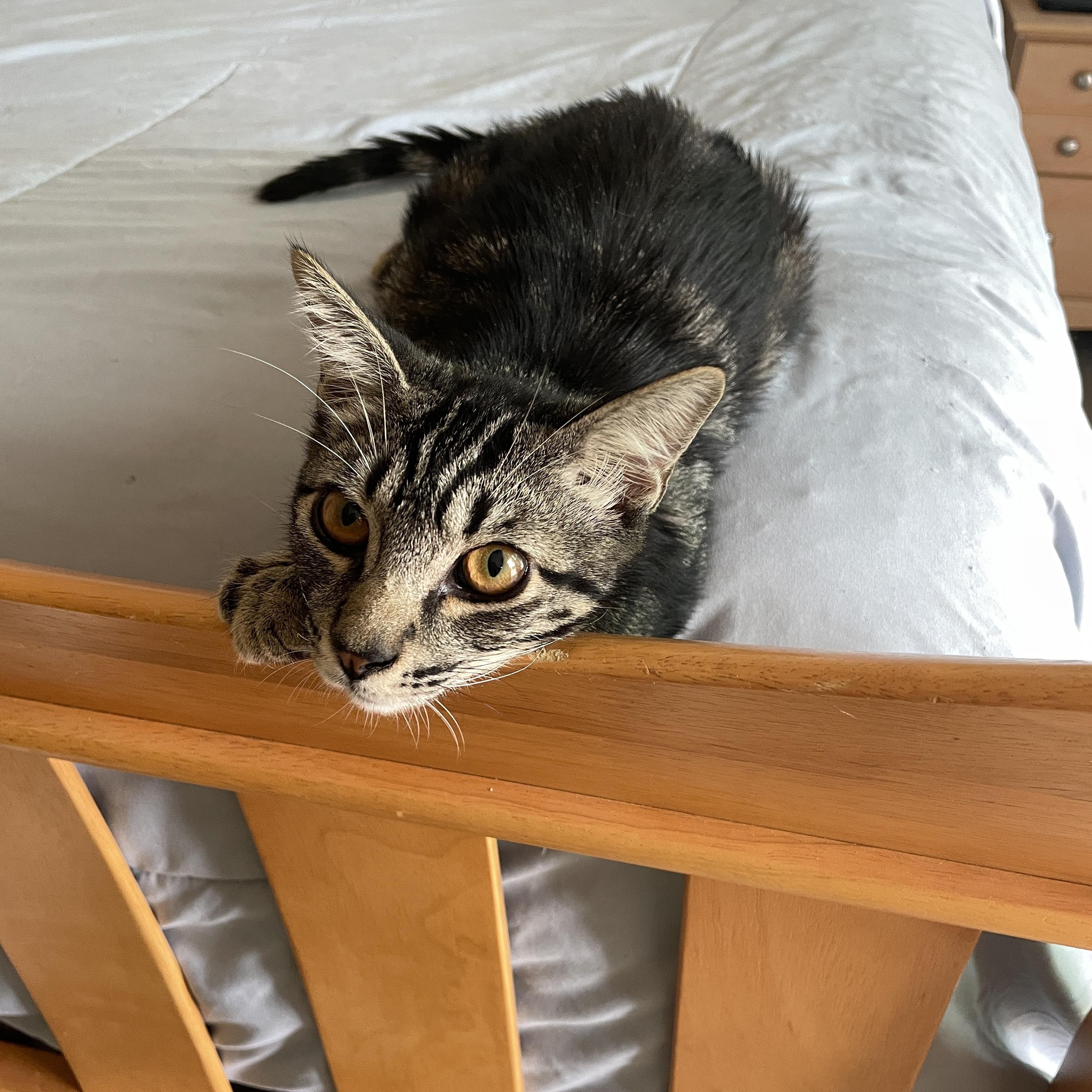 Edison & Wilbur (bonded pair), a Adoptable Tabby in Sacramento, CA image 1/6