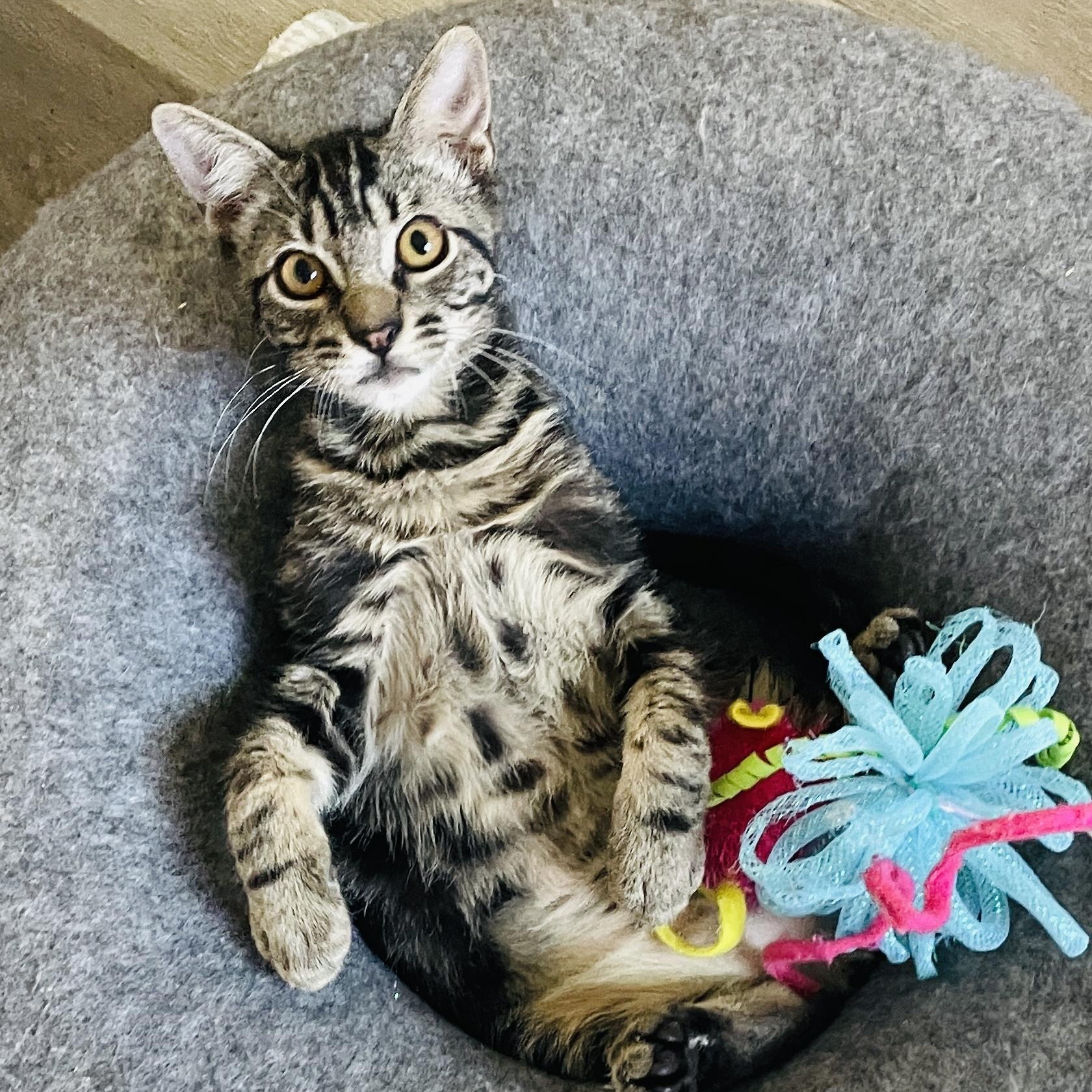 Edison & Wilbur (bonded pair), a Adoptable Tabby in Sacramento, CA image 4/6