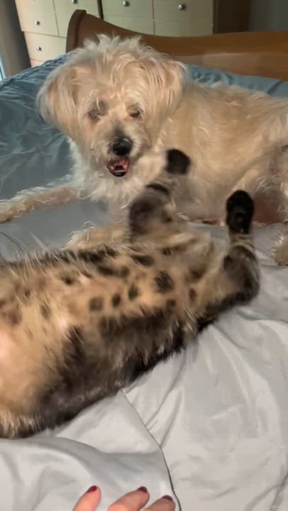 Enlarge Edison & Wilbur (bonded pair), a Adoptable Tabby in Sacramento, CA video 2/6