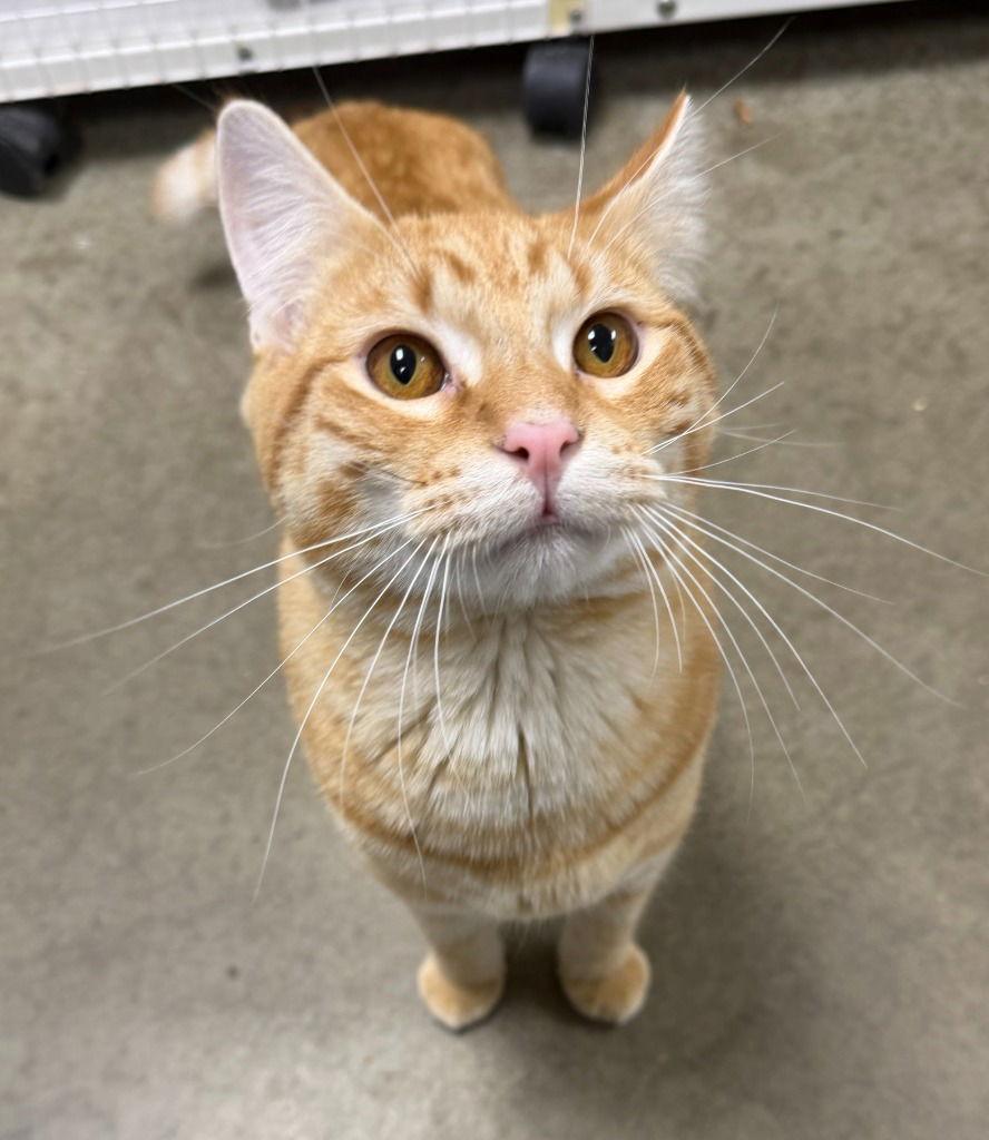 Enlarge Taka, a Adoptable Domestic Short Hair in St. Helens, OR image 1/2