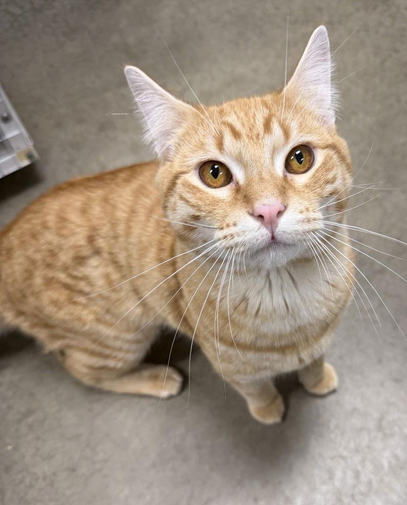 Enlarge Taka, a Adoptable Domestic Short Hair in St. Helens, OR image 2/2