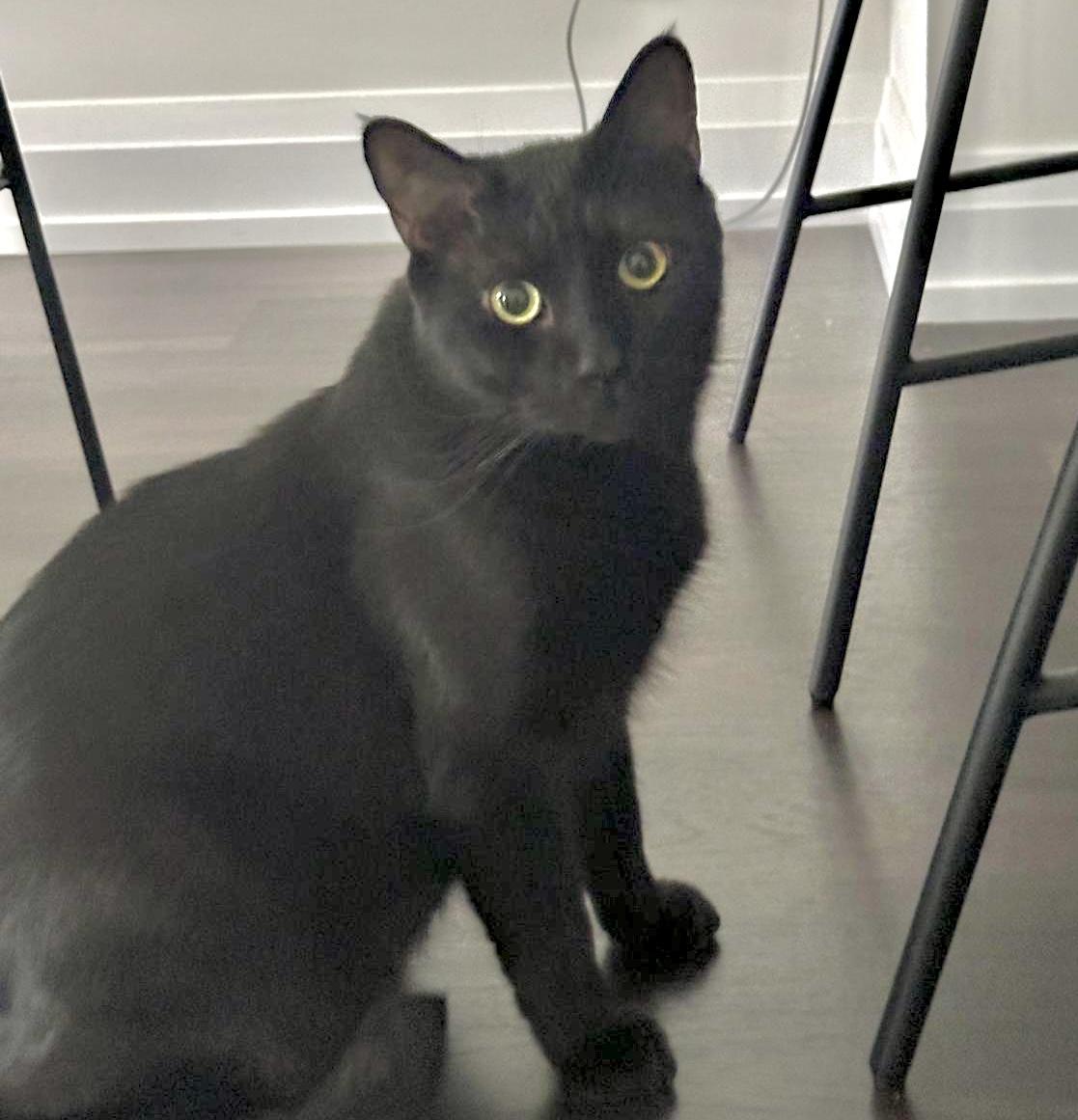 Bubba (bonded with Bali), a Adoptable Domestic Short Hair in Toronto, ON image 2/6