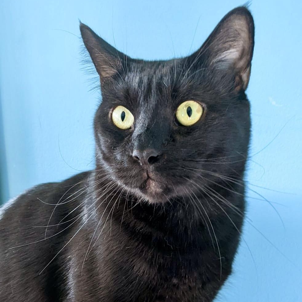 Bubba (bonded with Bali), a Adoptable Domestic Short Hair in Toronto, ON image 4/6