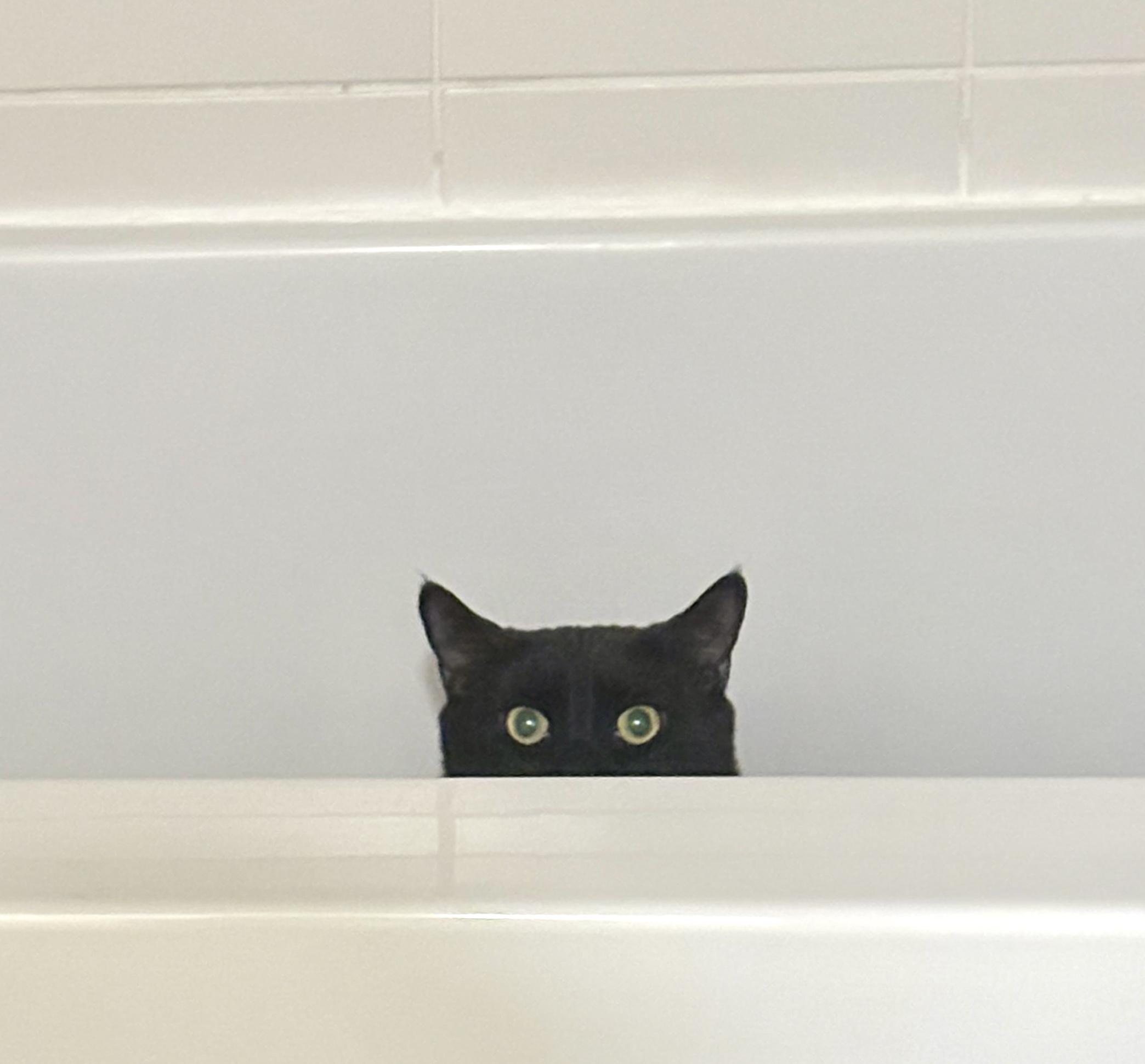 Enlarge Bubba (bonded with Bali), a Adoptable Domestic Short Hair in Toronto, ON image 1/6