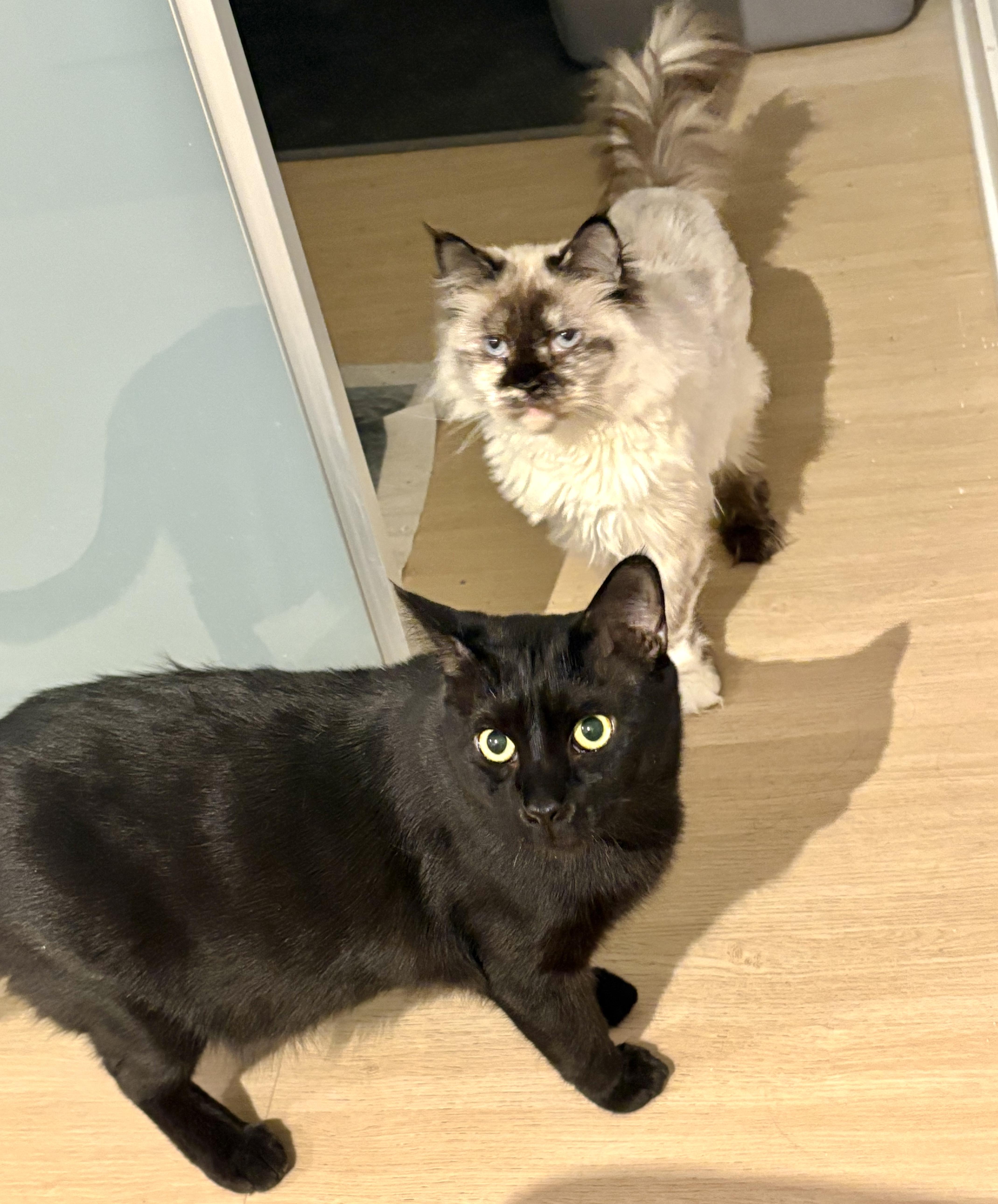 Enlarge Bubba (bonded with Bali), a Adoptable Domestic Short Hair in Toronto, ON image 6/6