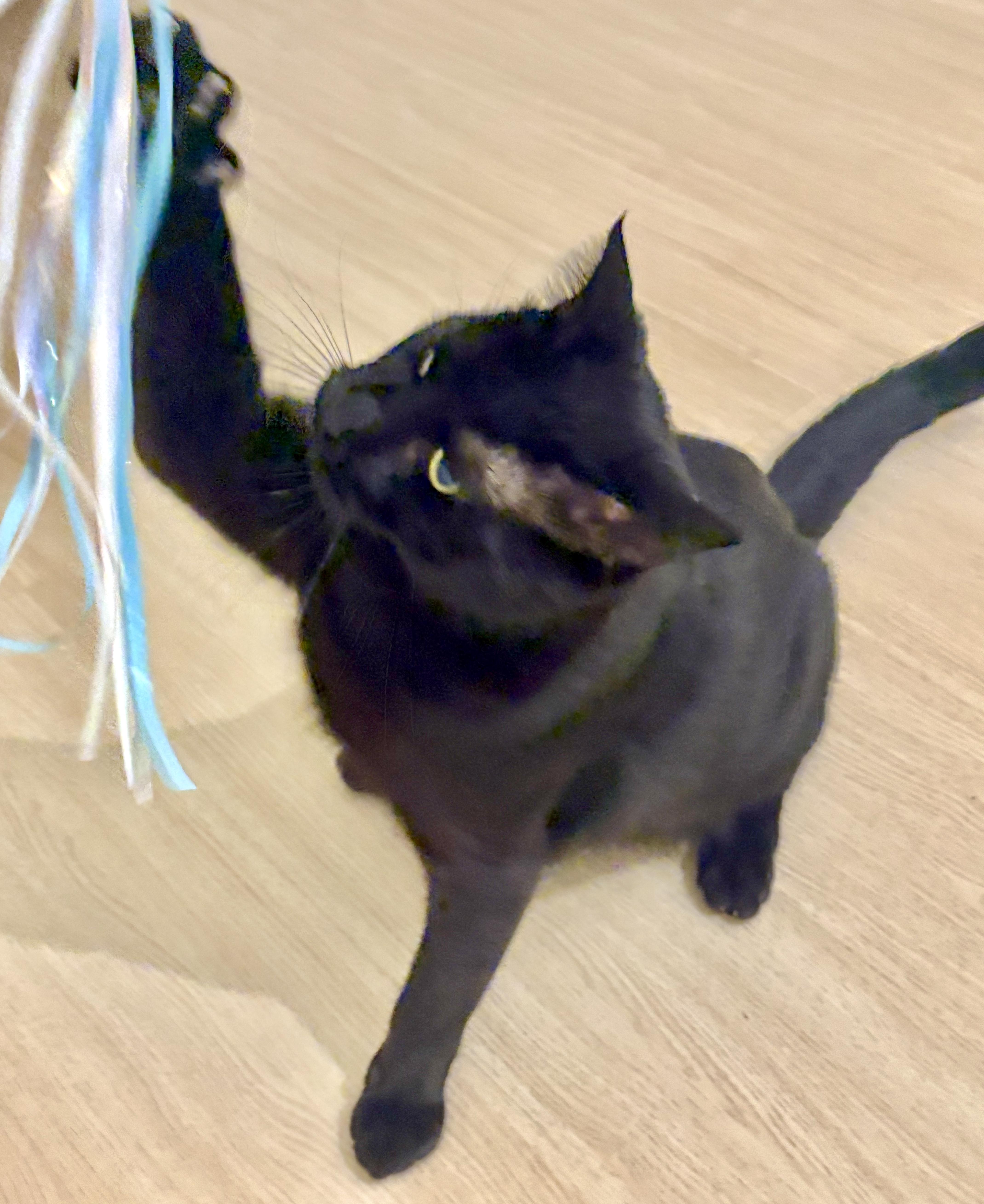 Bubba (bonded with Bali), a Adoptable Domestic Short Hair in Toronto, ON image 1/6