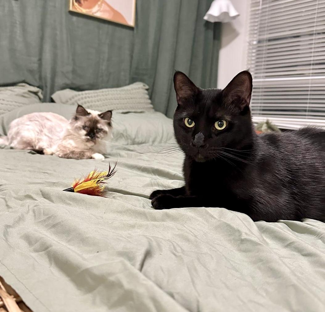 Bubba (bonded with Bali), a Adoptable Domestic Short Hair in Toronto, ON image 3/6