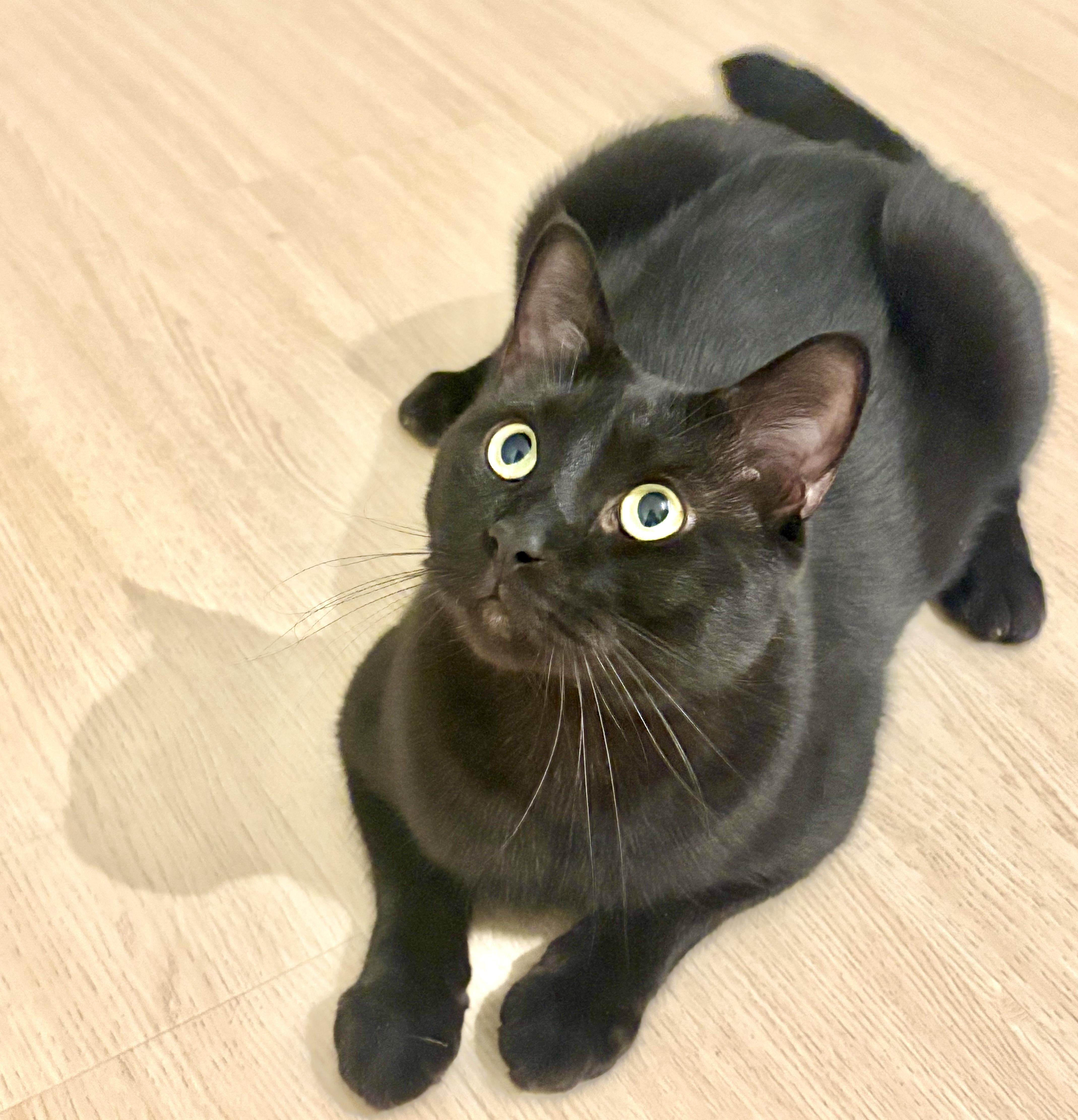 Bubba (bonded with Bali), a Adoptable Domestic Short Hair in Toronto, ON image 6/6