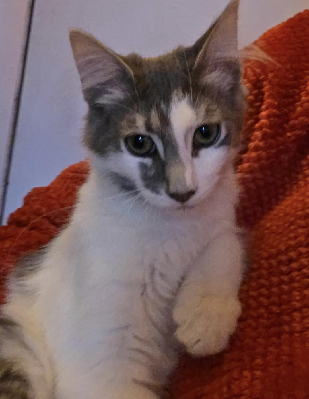 Tinker, Adoptable, Young Male Domestic Short Hair.