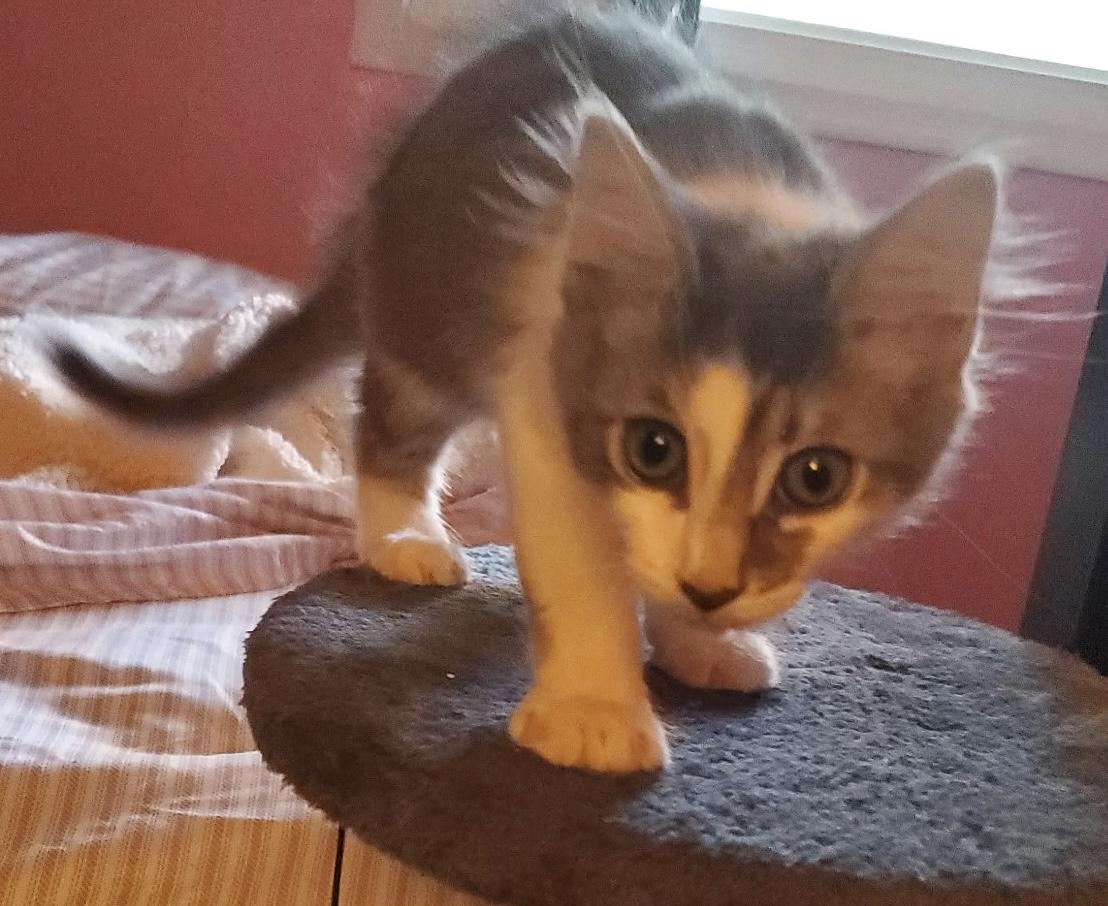 Enlarge Tinker, a Adoptable Domestic Short Hair in Moorestown, NJ image 3/3