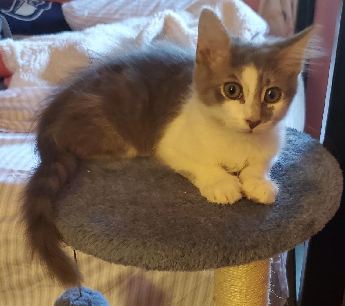 Enlarge Tinker, a Adoptable Domestic Short Hair in Moorestown, NJ image 2/3