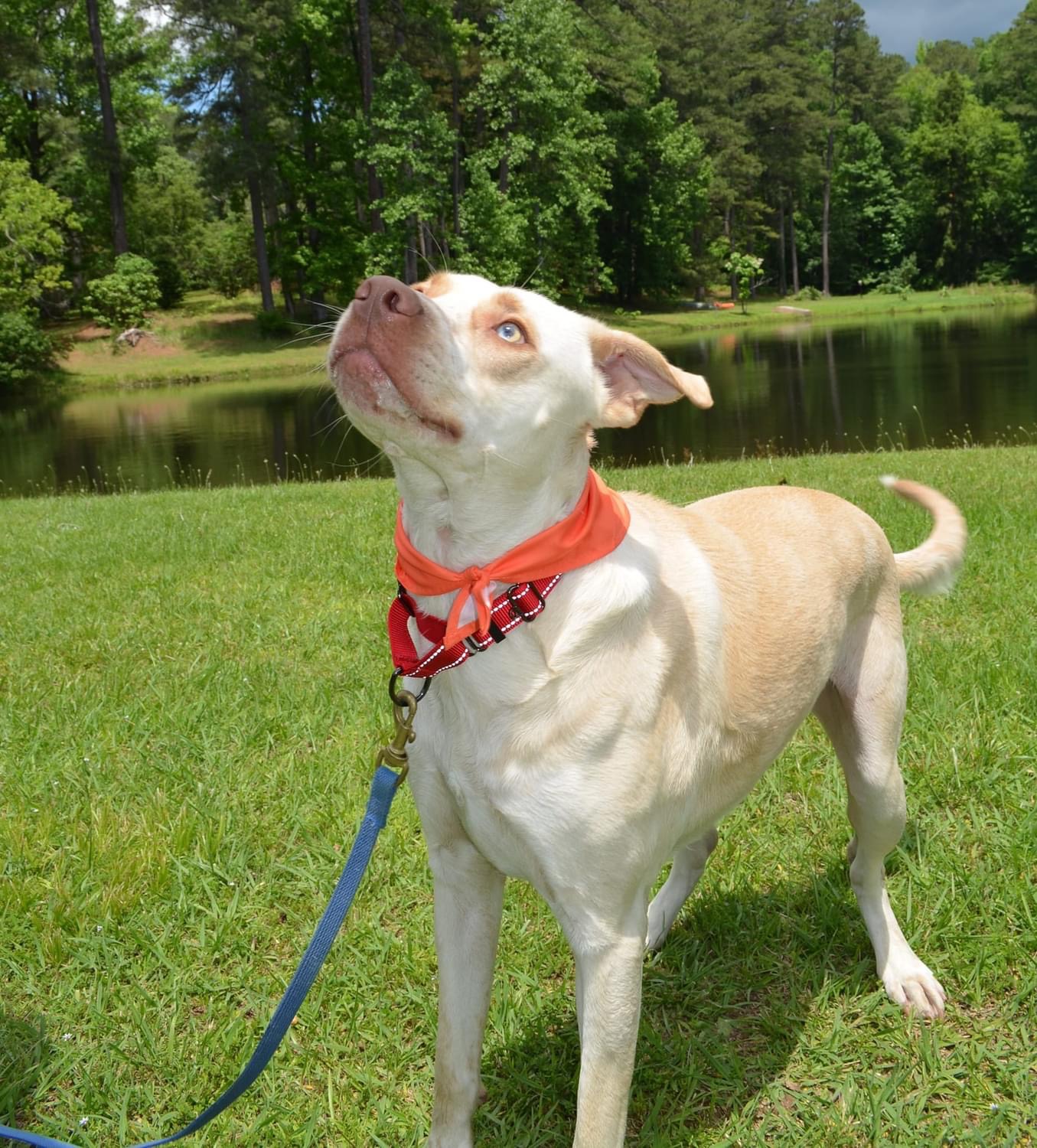 Washington, Adoptable, Young Male Labrador Retriever & Hound.