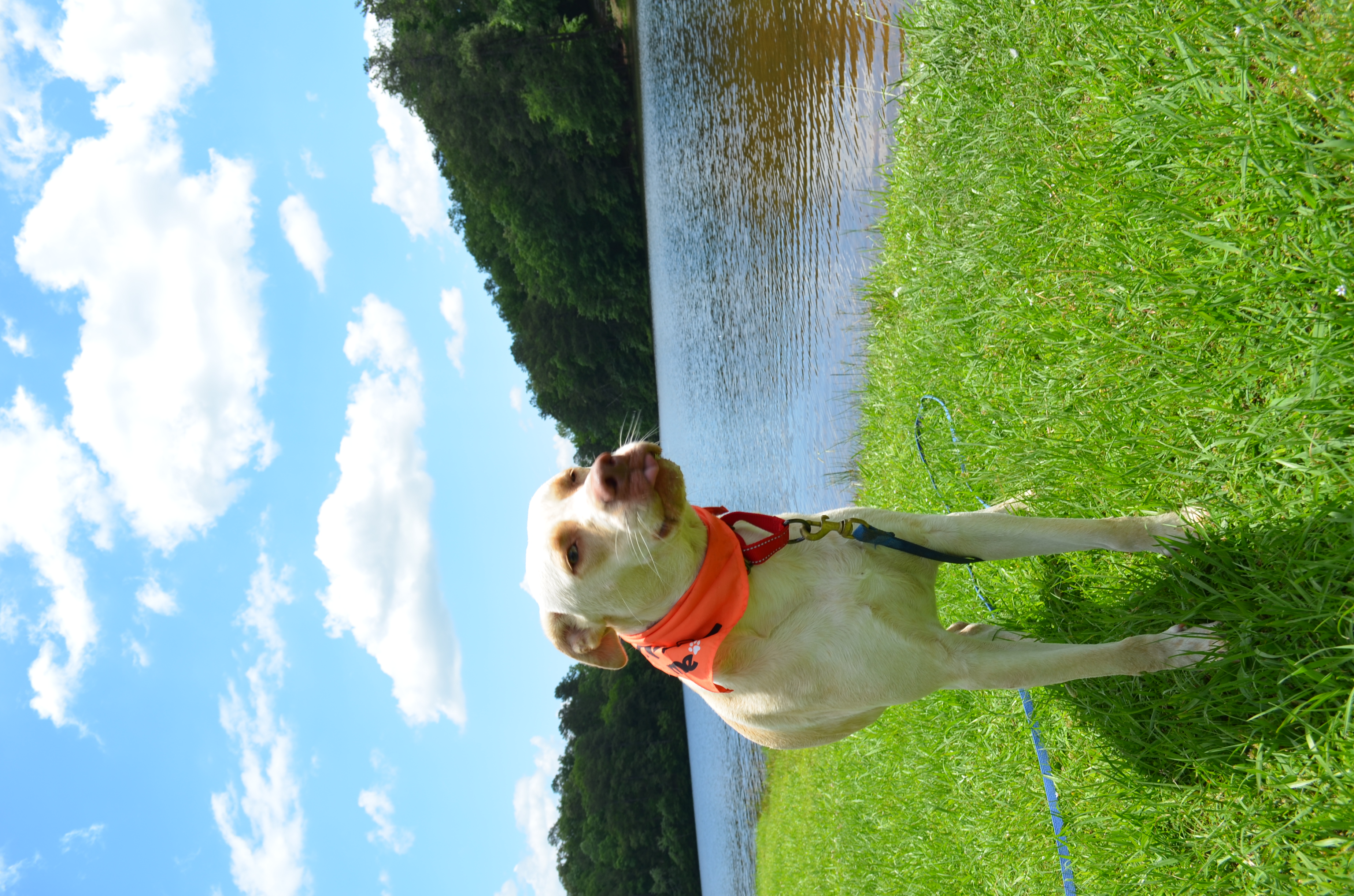 Washington, a Adoptable mixed breed in Chelsea, AL image 2/4