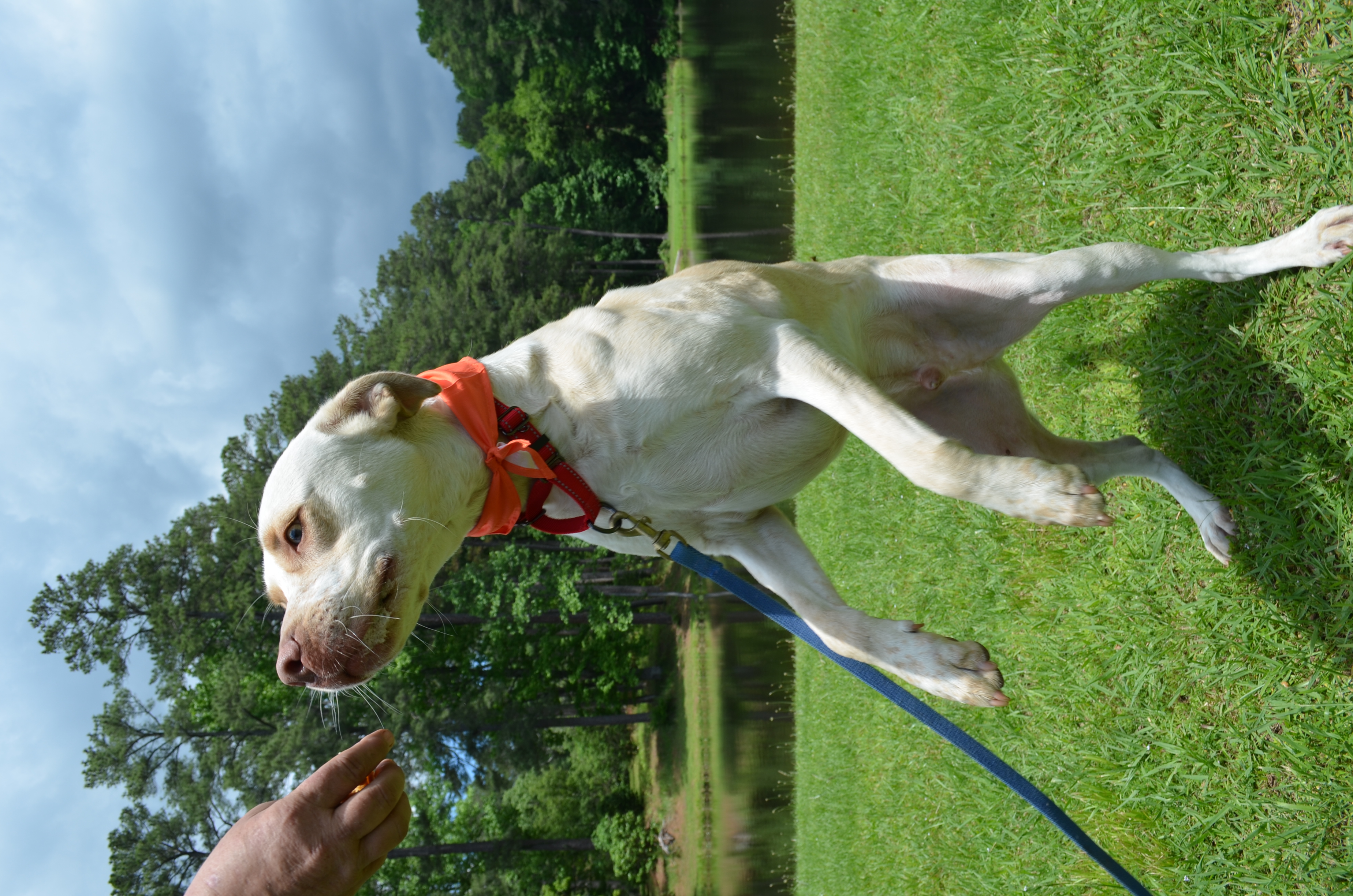 Washington, a Adoptable mixed breed in Chelsea, AL image 3/4