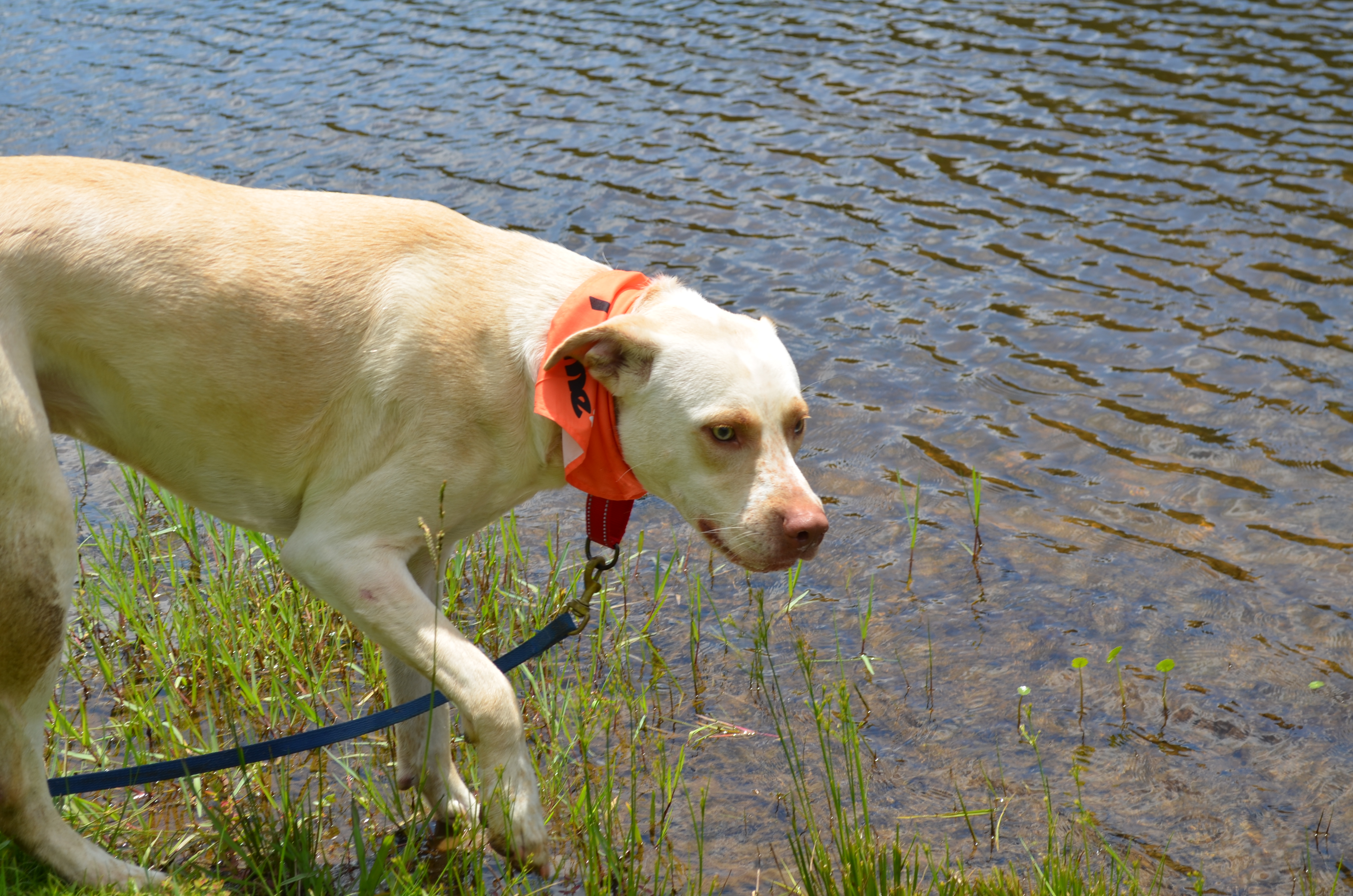 Washington, a Adoptable mixed breed in Chelsea, AL image 4/4