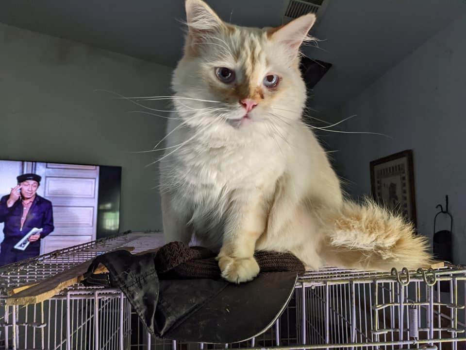 Chablais, an adoptable Maine Coon in Cottonwood, CA, 96022 | Photo Image 2