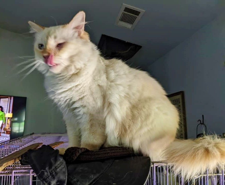 Chablais, Adoptable, Young Female Maine Coon.