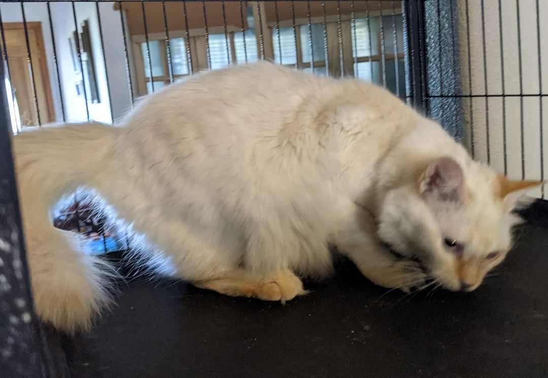 Chablais, a Adoptable Maine Coon in Cottonwood, CA image 5/8