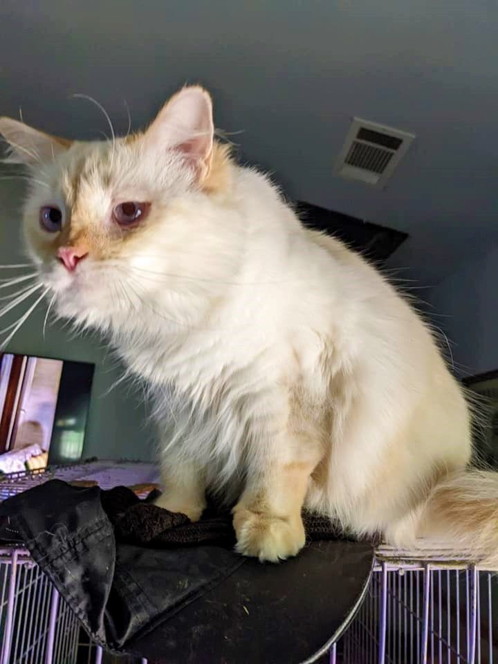 Chablais, a Adoptable Maine Coon in Cottonwood, CA image 6/8