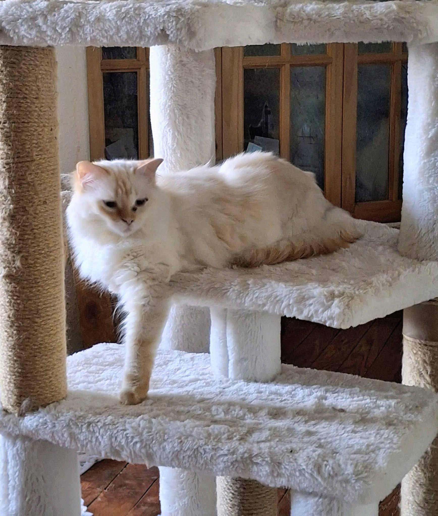 Chablais, Adoptable, Young Female Maine Coon.