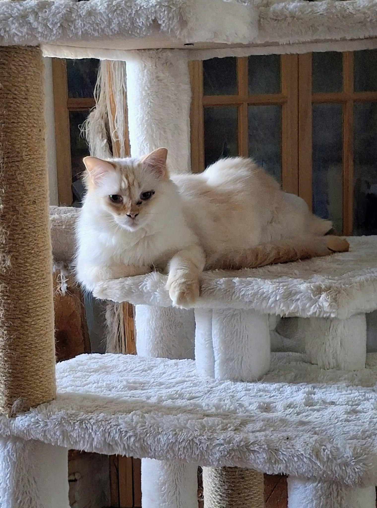 Chablais, a Adoptable Maine Coon in Cottonwood, CA image 2/6