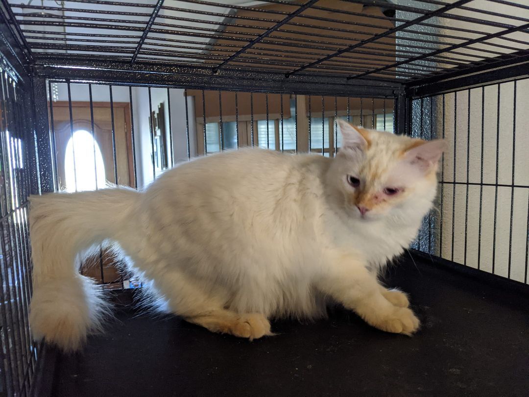 Chablais, an adoptable Maine Coon in Cottonwood, CA, 96022 | Photo Image 5