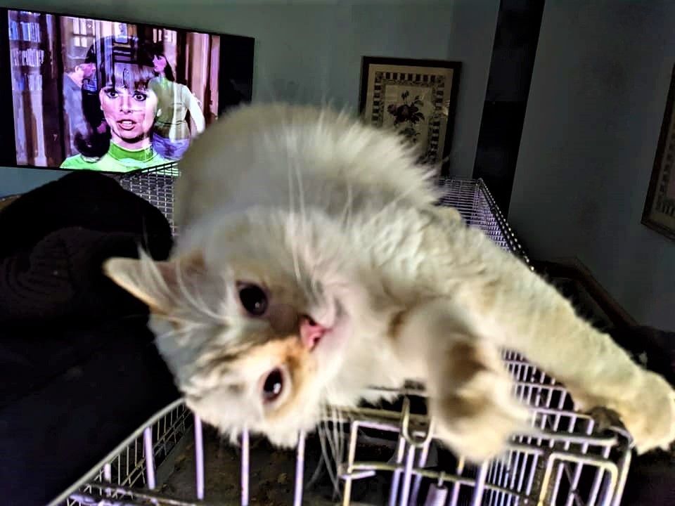 Enlarge Chablais, a Adoptable Maine Coon in Cottonwood, CA image 8/8