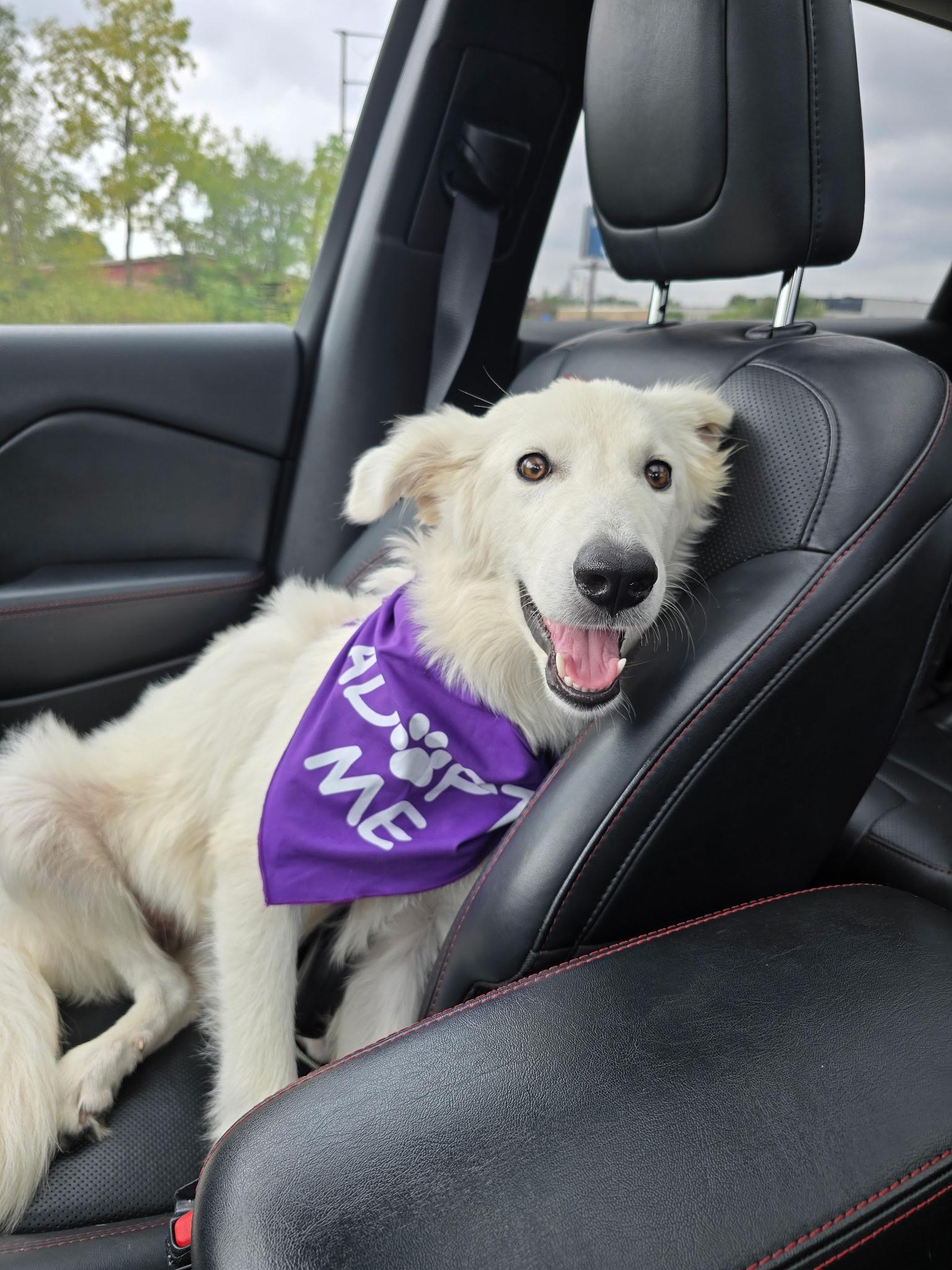 Enlarge Elsa, a Adoption Pending mixed breed in Dodgeville, WI image 2/4