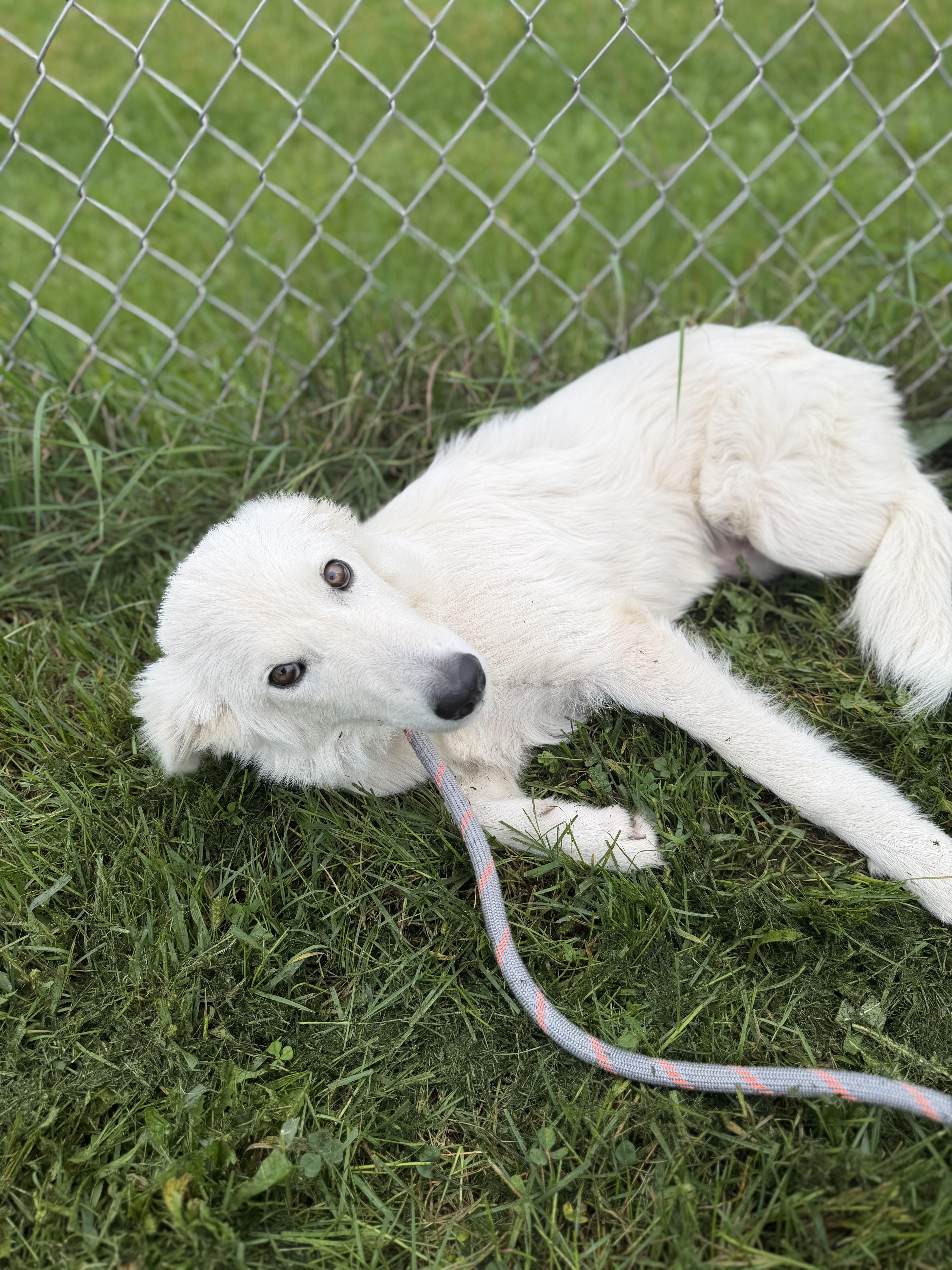 Enlarge Elsa, a Adoption Pending mixed breed in Dodgeville, WI image 4/4