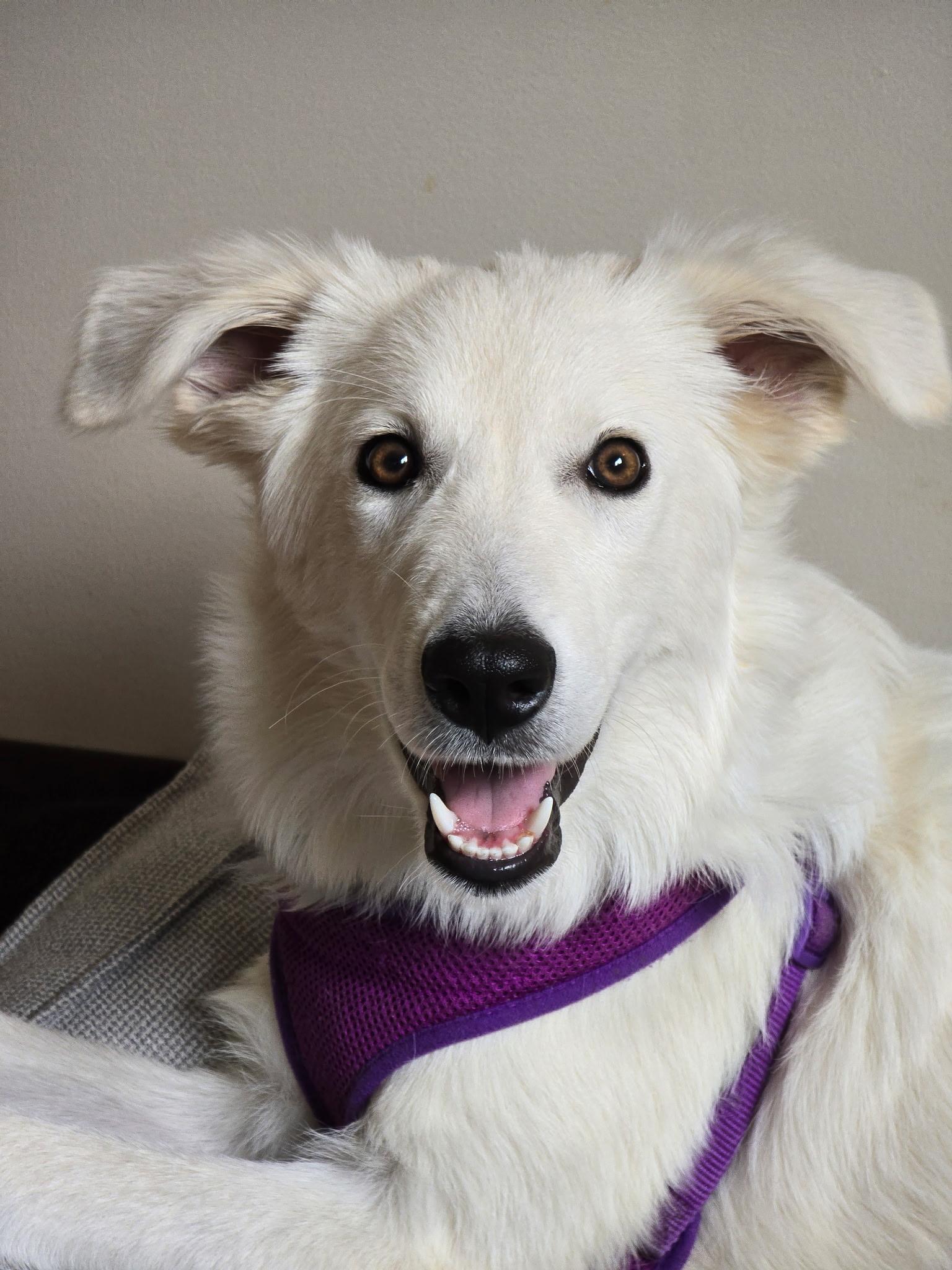 Enlarge Elsa, a Adoption Pending mixed breed in Dodgeville, WI image 1/4