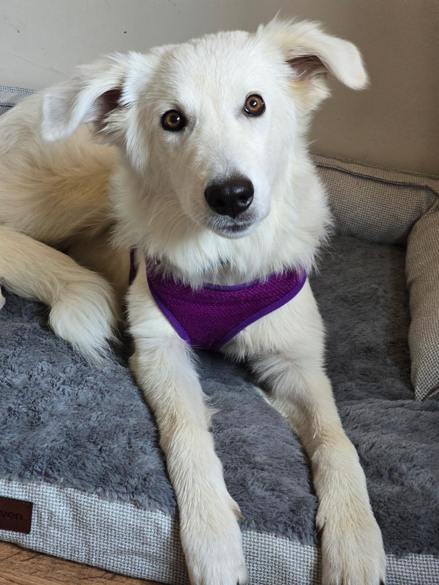 Enlarge Elsa, a Adoption Pending mixed breed in Dodgeville, WI image 3/4