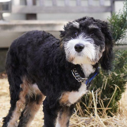 Theo, Adoptable, Puppy Male Bernedoodle.