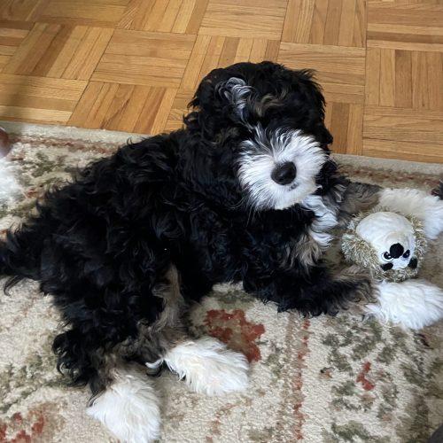 Enlarge Theo, a Adoptable Bernedoodle in King City, ON image 2/6