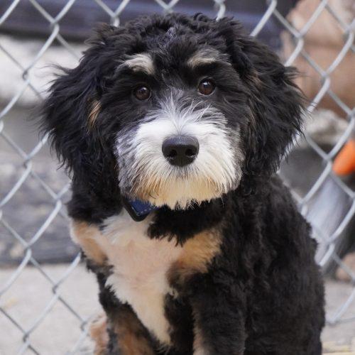 Enlarge Theo, a Adoptable Bernedoodle in King City, ON image 3/6