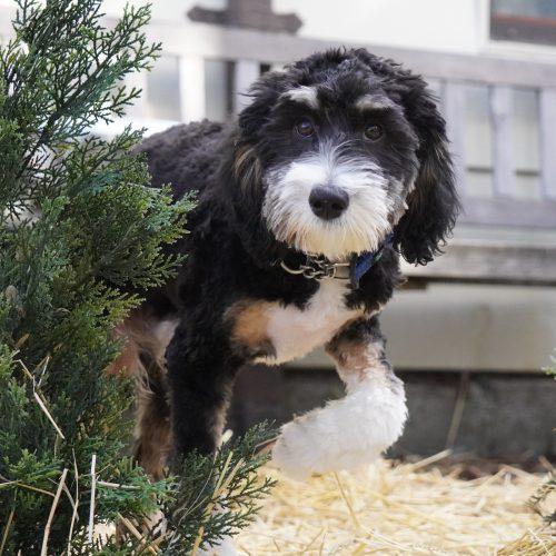Enlarge Theo, a Adoptable Bernedoodle in King City, ON image 4/6