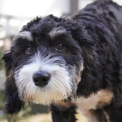 Enlarge Theo, a Adoptable Bernedoodle in King City, ON image 5/6