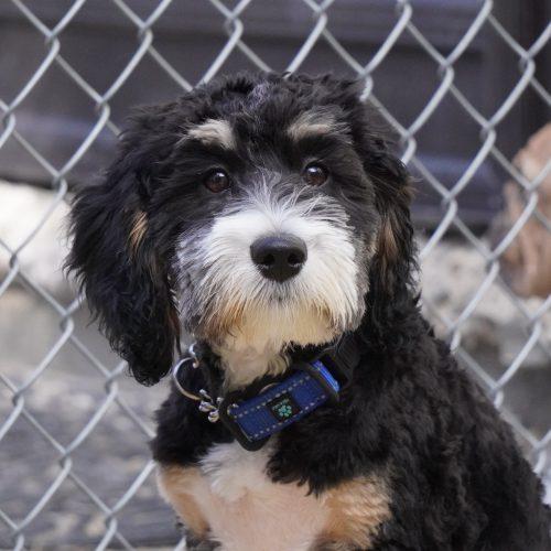 Enlarge Theo, a Adoptable Bernedoodle in King City, ON image 6/6
