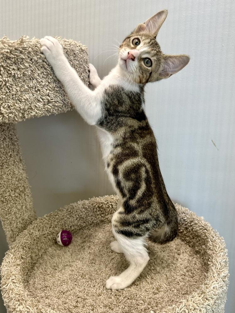 Enlarge Reese, a Adoptable Domestic Short Hair in Wellington, FL image 1/4