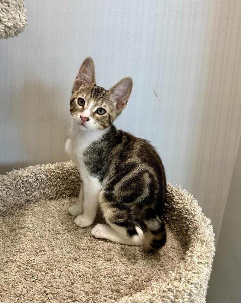 Enlarge Reese, a Adoptable Domestic Short Hair in Wellington, FL image 2/4