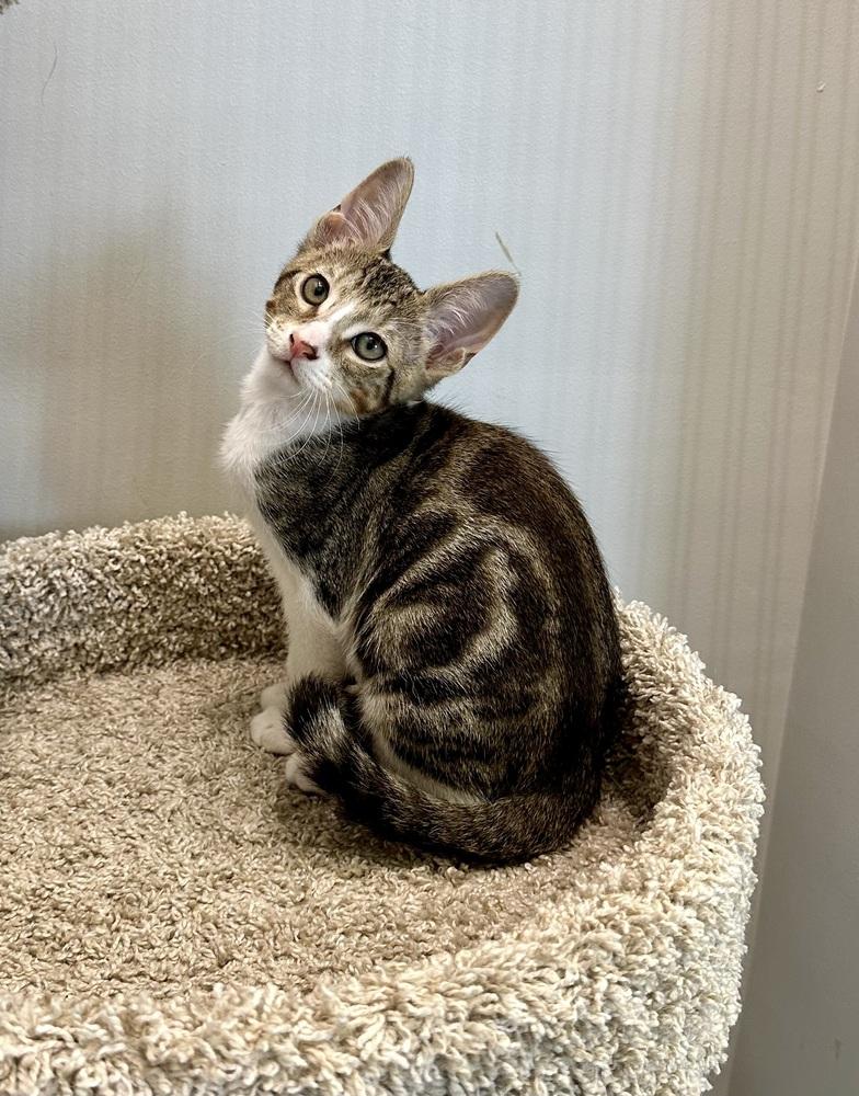 Enlarge Reese, a Adoptable Domestic Short Hair in Wellington, FL image 3/4