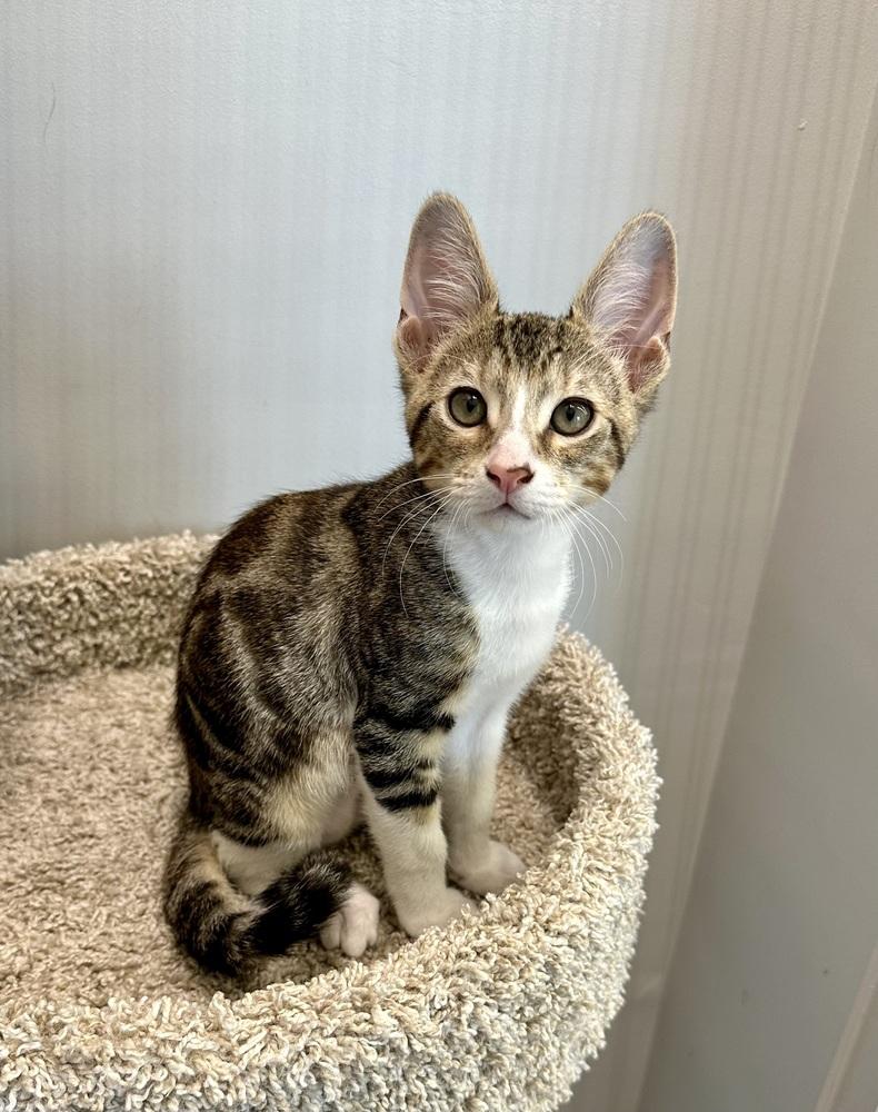 Enlarge Reese, a Adoptable Domestic Short Hair in Wellington, FL image 4/4