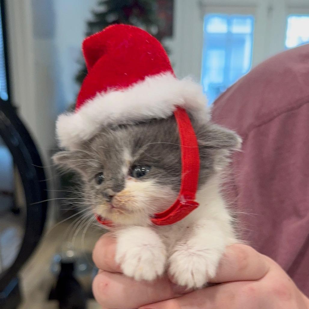 King George Iii thumbnail 4