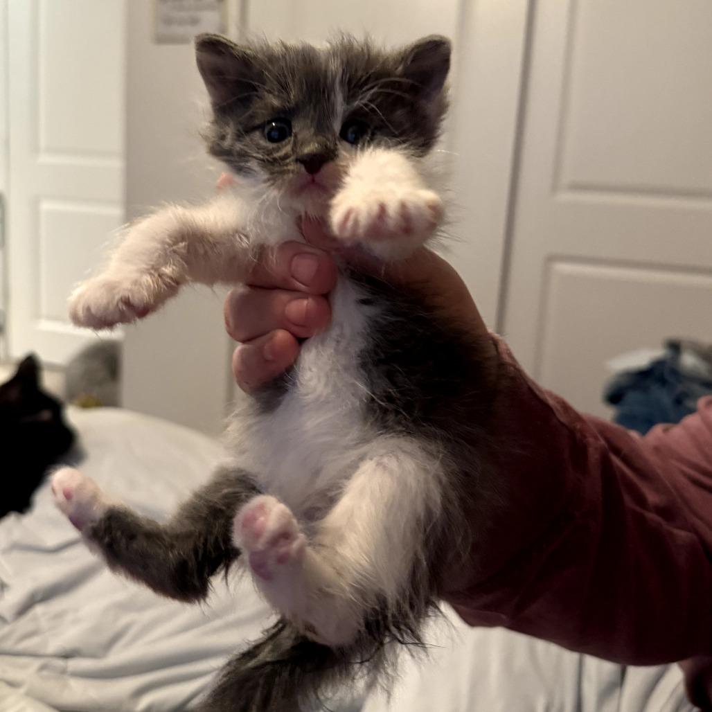 King George Iii thumbnail 5