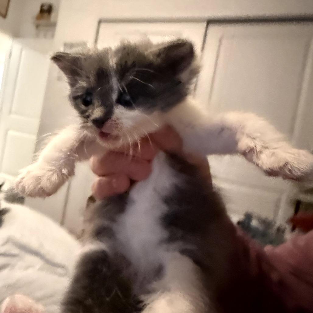 King George Iii thumbnail 6